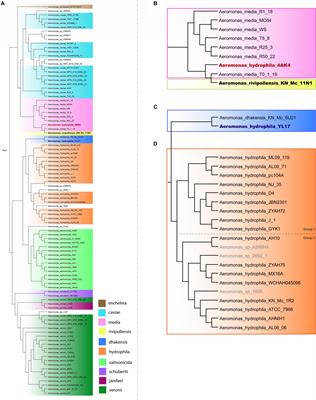Prediction and Analysis in silico of Genomic Islands in <mark class="highlighted">Aeromonas hydrophila</mark>